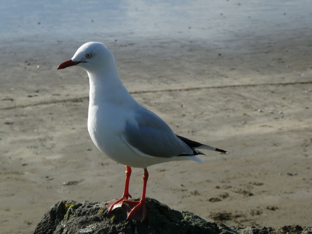 Blue Red Gull Ride Red-billed Gull on Gray Rock · Free Stock Photo
