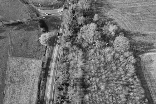 Aerial View of Trees and Road