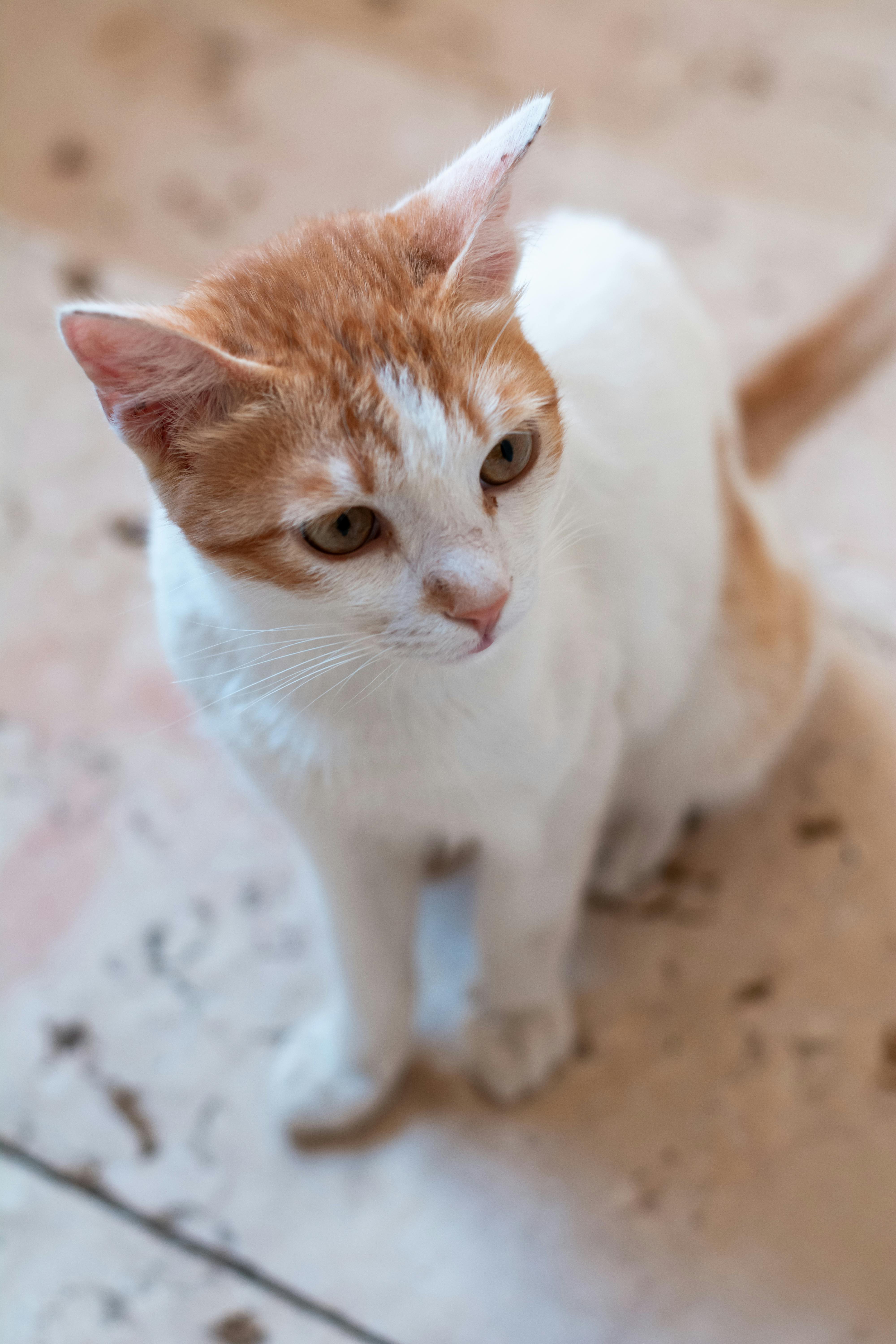 Orange And White Tabby Cat With Blue Eyes