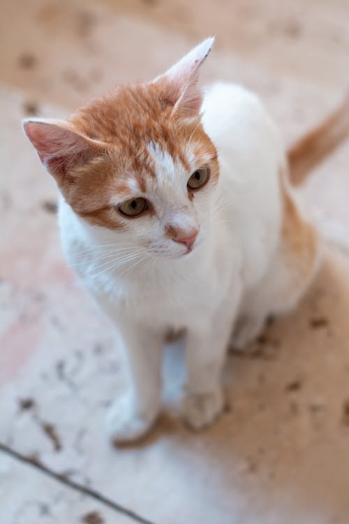 Orange and White Tabby Cat 