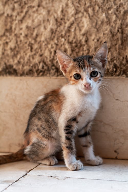 Photograph of a Kitten on a White Tile