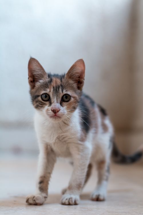 Free Cute tabby kitten standing indoors, showcasing its adorable and curious expression. Stock Photo