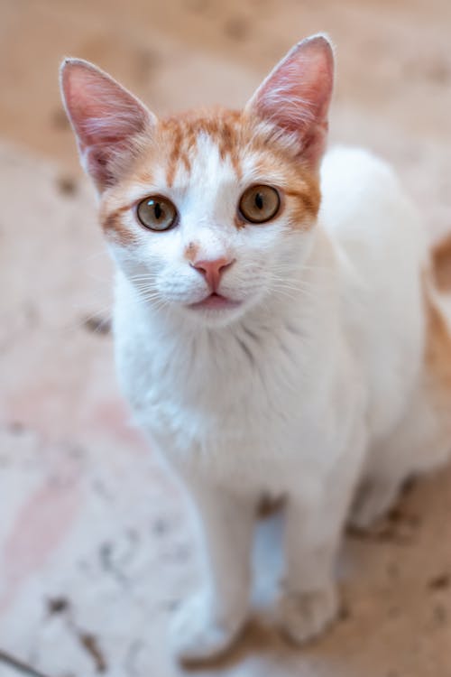 Orange and White Tabby Cat