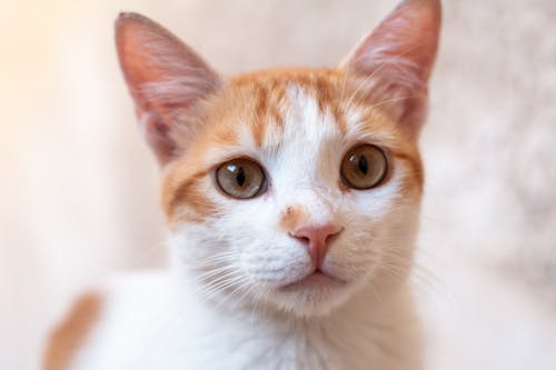 Free Close-up Shot of a Cat  Stock Photo
