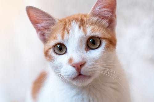 Orange and White Tabby Cat in Close-up Shot