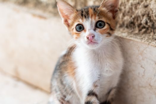 Adorable calico kitten looking curiously at the camera, sitting indoors.