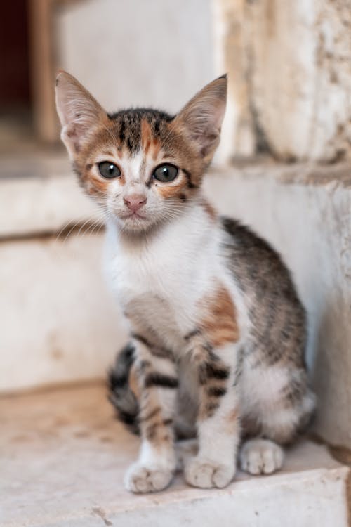 Free Brown and White Tabby Cat Stock Photo