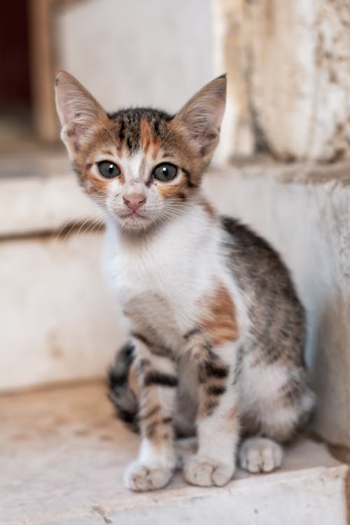 Imagine de stoc gratuită din a închide, adorabil, animal