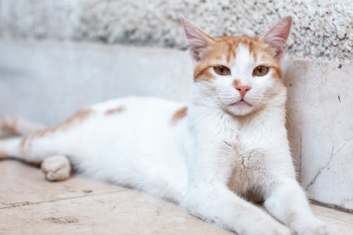 Free White and Orange Cat on Brown Wooden Table Stock Photo