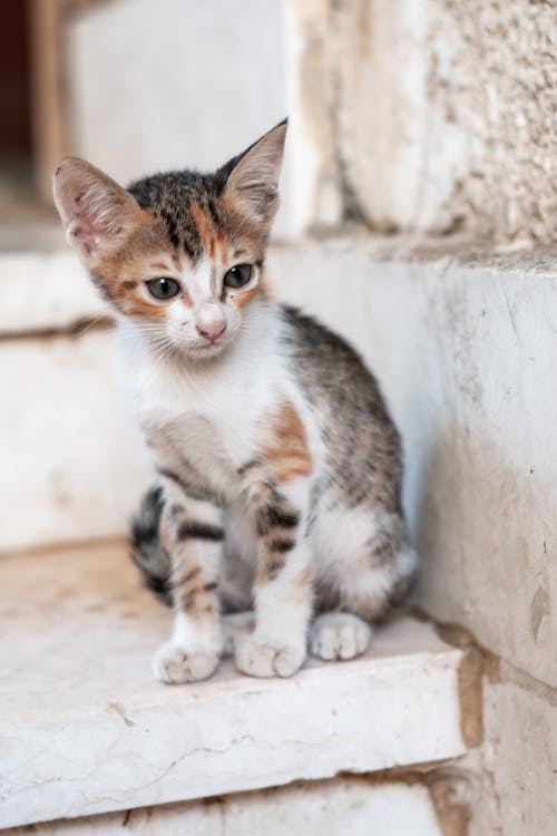 A Calico Kitten Cat