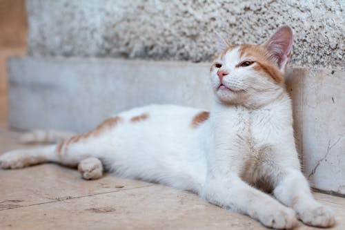 White and Orange Cat Lying on Tiled Floor