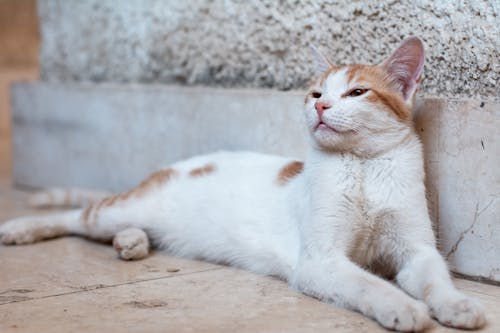 Foto d'estoc gratuïta de adorable, animal, bufó