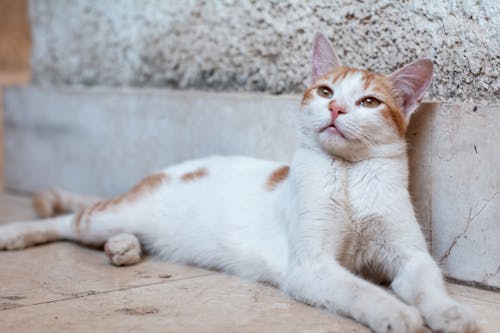 A Tabby Cat Lying on the Floor Near White Wall