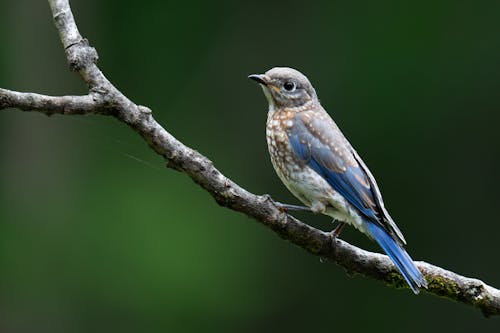 Základová fotografie zdarma na téma divočina, hnízdění, příroda