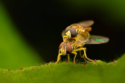 Základová fotografie zdarma na téma barva, bezobratlí, detail