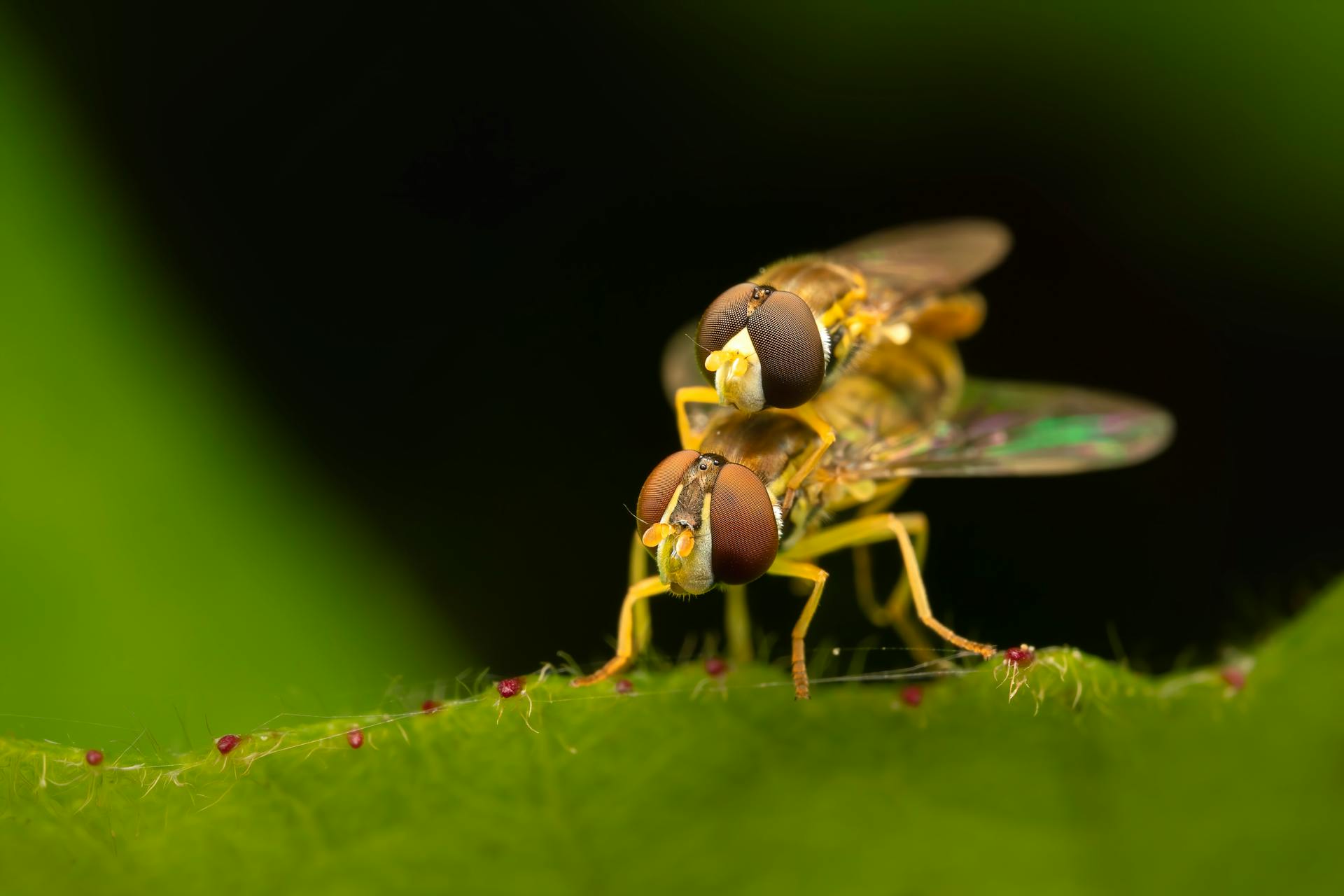 Close-up macro photography of margined calligrapher hoverflies mating on a leaf.