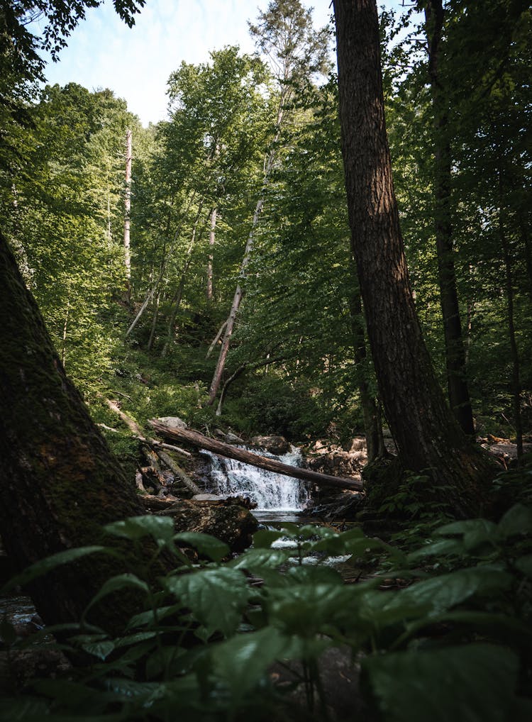 A Small Waterfall In Forest