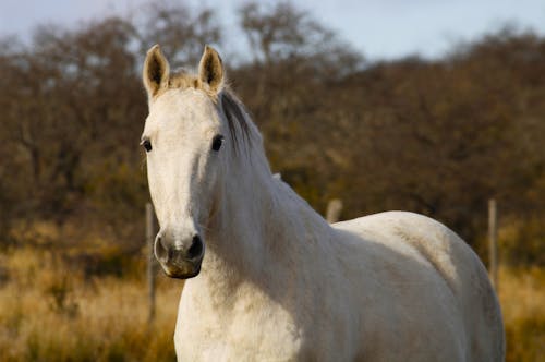 White Horse in the Farm