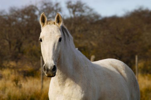 Free A beautiful white horse standing outdoors in a rural countryside setting under natural daylight. Stock Photo