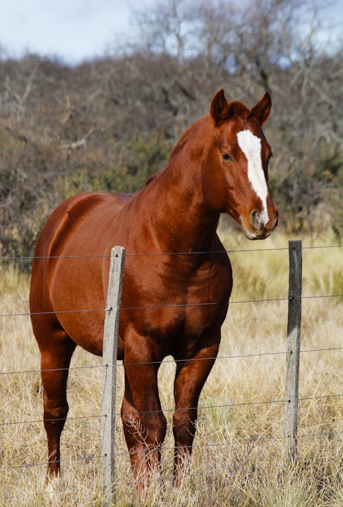 Fotos de stock gratuitas de animal, caballo, cerca