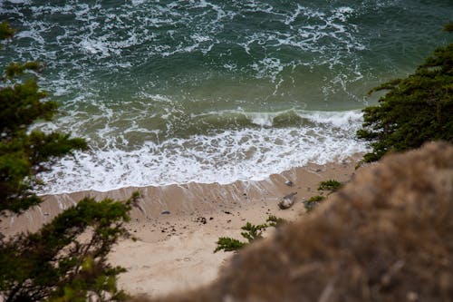 Seal on Beach