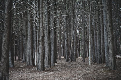 Leafless Trees in the Forest 