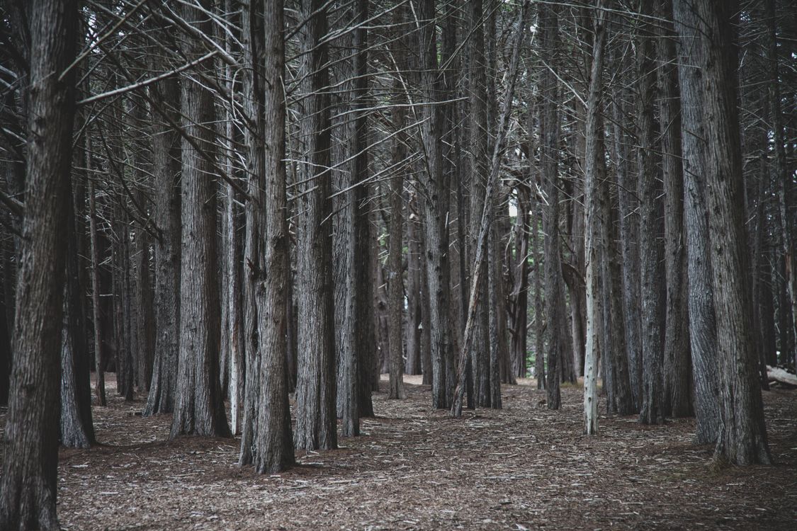 Forest Less Trees Leafless Trees in the Forest · Free Stock Photo