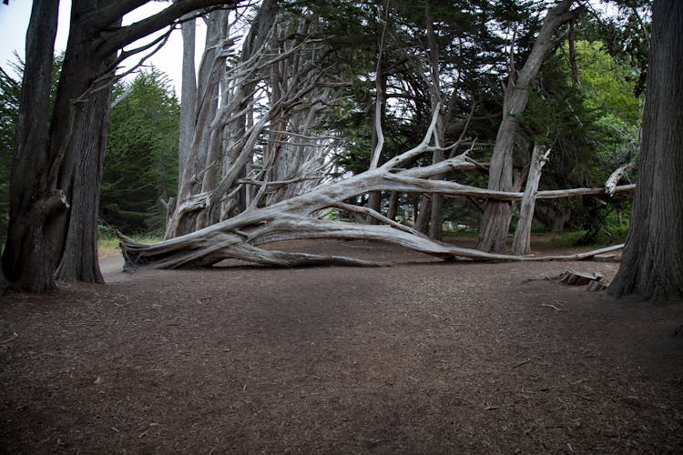 Fallen Tree In Forest