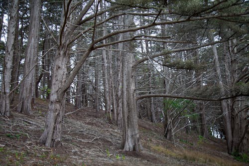 Gratis stockfoto met bergopwaarts, bladeren, bomen