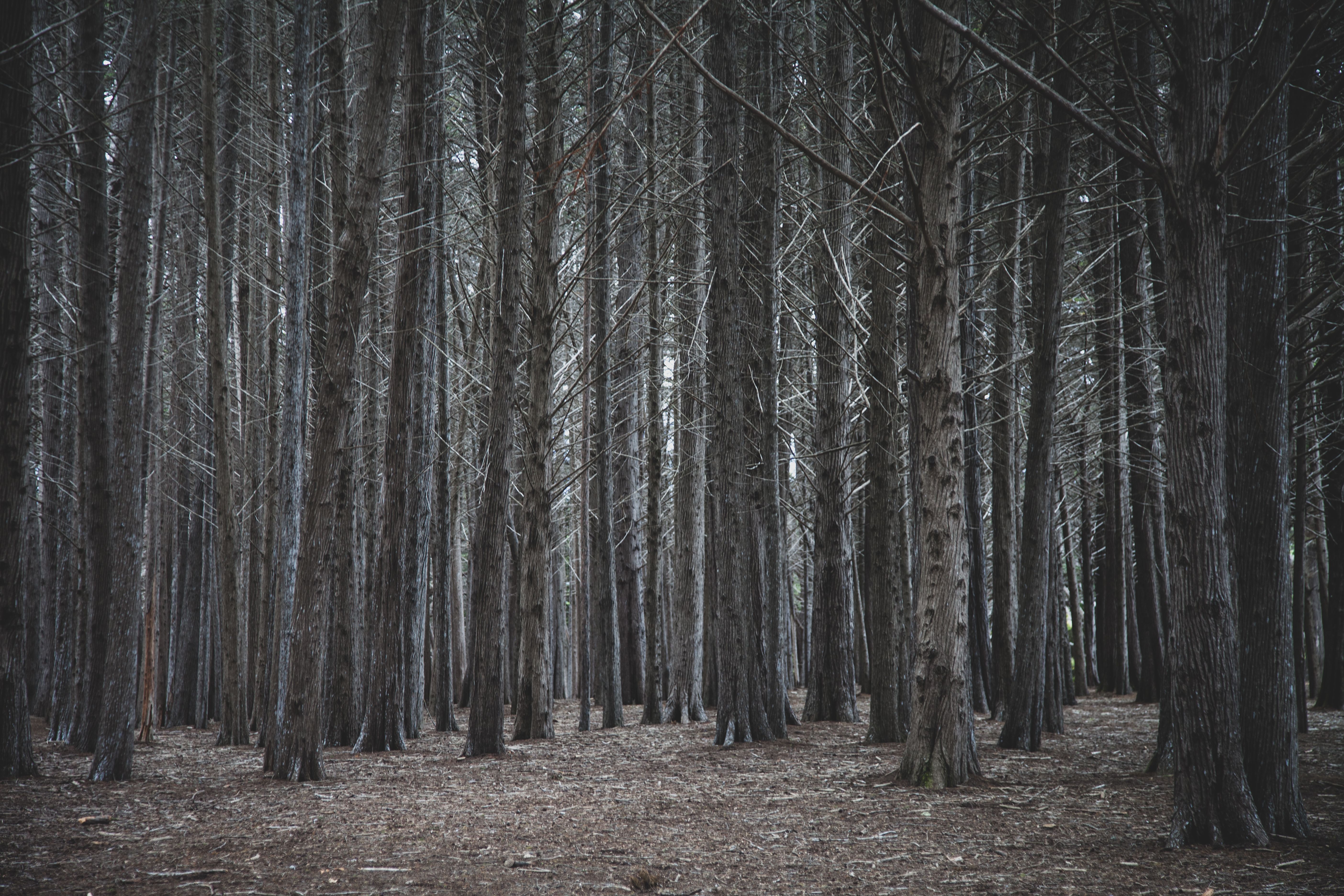 Black and White Photo of Forest · Free Stock Photo