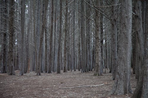 Leafless Trees in the Woods