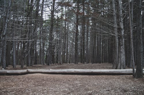免費 倒下的樹, 木柴, 林地 的 免費圖庫相片 圖庫相片