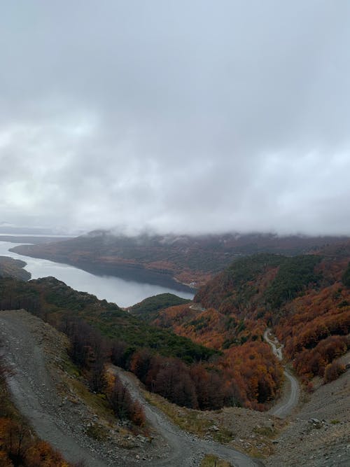 Foto d'estoc gratuïta de amb boira, arbres, camí de carro