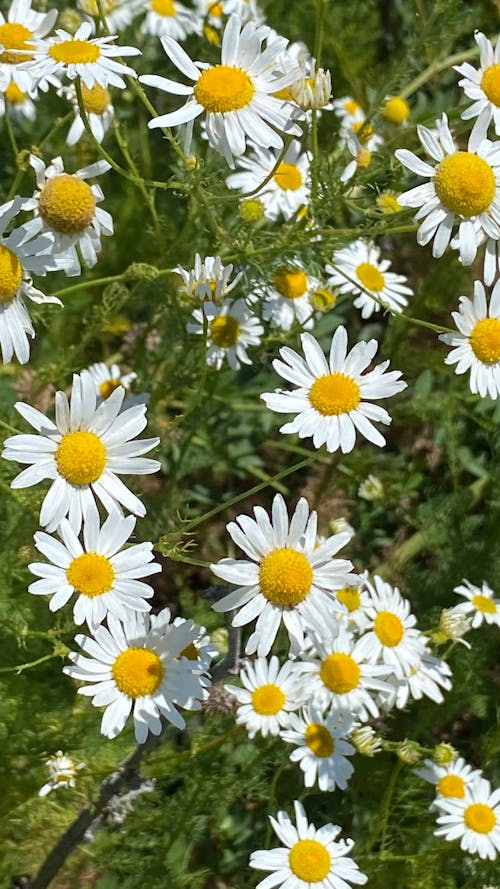 Blooming Wild Chamomile Flowers 