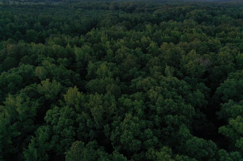 Foto d'estoc gratuïta de arbres de fulla perenne, boscos, foto des d'un dron