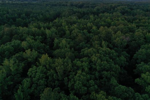 Aerial shot of dense evergreen forest in Benton, Arkansas, showcasing vibrant greenery and tranquility.