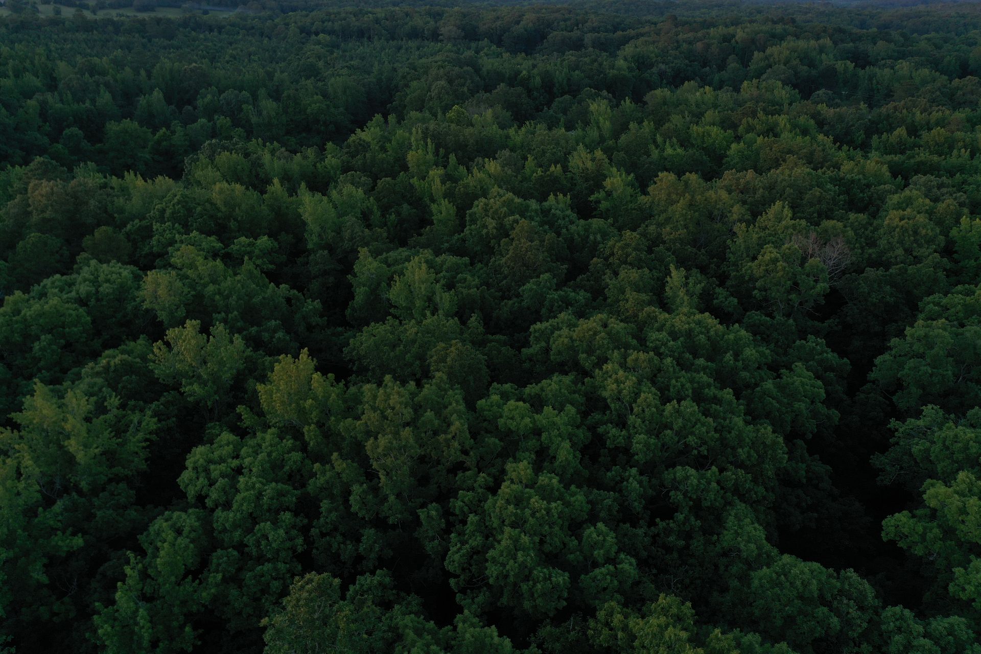 Aerial shot of dense evergreen forest in Benton, Arkansas, showcasing vibrant greenery and tranquility.