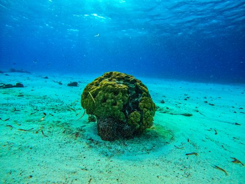 Free stock photo of amazing, beautiful nature, coral reef Stock Photo