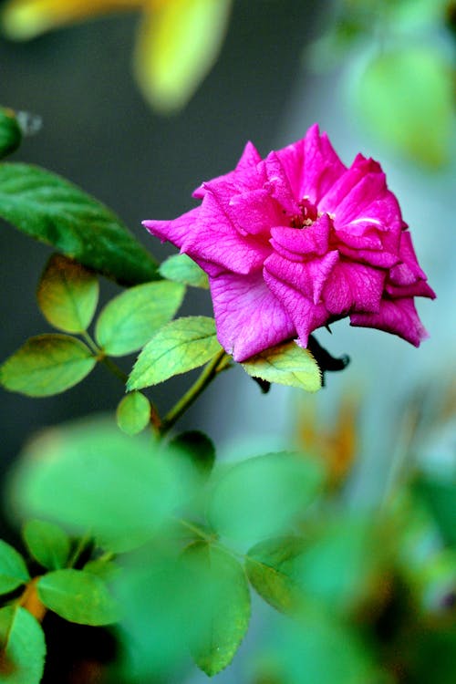 Pink Rose in Bloom