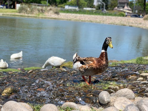 Imagine de stoc gratuită din animal, apă, birdwatching