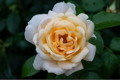 Close Photo of a Delicate Rose