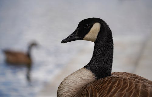 Gratis lagerfoto af and, canada goose, dyr