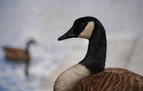 Gratis stockfoto met beest, canadese gans, dieren in het wild