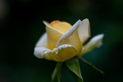 Blooming Yellow Flower