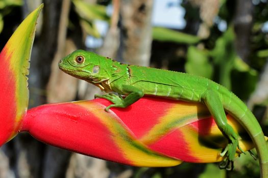 Close-up of a vibrant green iguana perched on a colorful heliconia flower in sunlight.