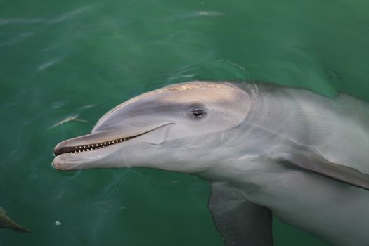 Close-up of a dolphin swimming in clear turquoise waters in Mexico.