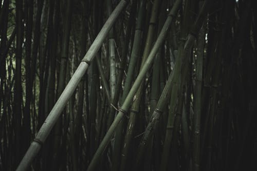 Gratis lagerfoto af bambus, natur, plante