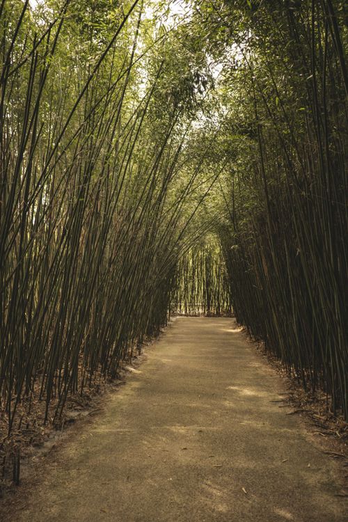 Free A tranquil walkway surrounded by tall bamboo creates a natural tunnel, inviting peaceful walks in nature. Stock Photo