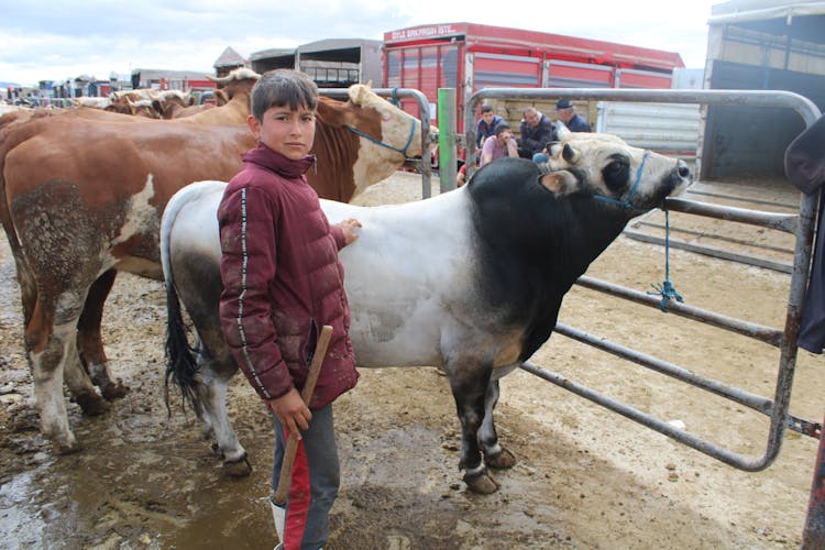 Boy Standing With Cattle 