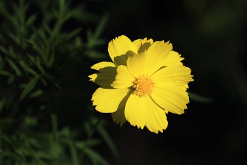 Photos gratuites de fermer, fleur jaune, flore